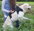 Padded Support Harness With Front and Rear Handles -  Helps Dogs With Mobility Issues